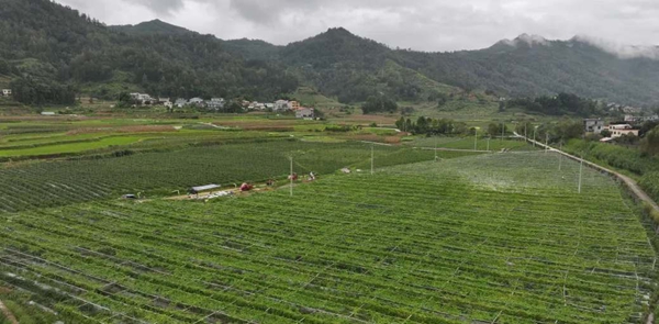 贵州罗甸：贵阳贵安5万亩保供蔬菜陆续上市_fororder_3_副本