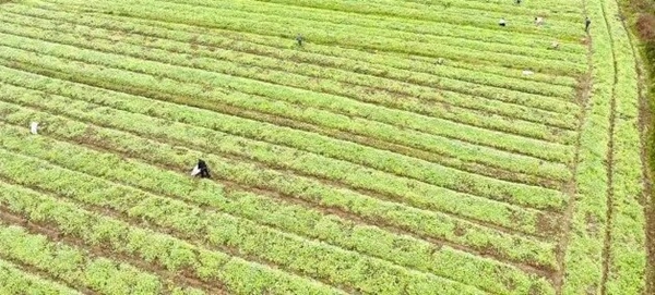 贵州镇远：油菜移栽绘就丰收新图景_fororder_640 (1)