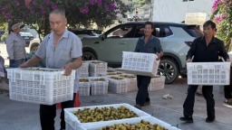 六盘水市水城区花戛乡刺梨迎丰收 “黄金果”铺就振兴路