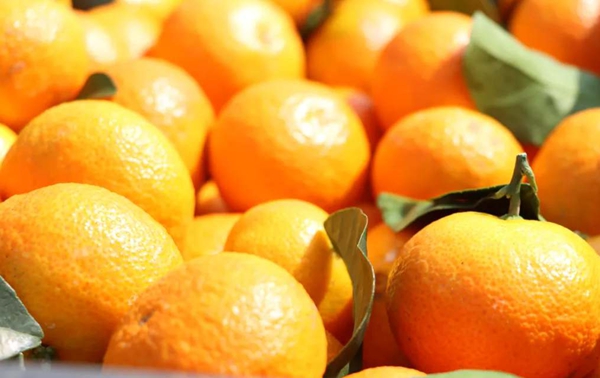 贵州省独山县坝望村：金秋砂糖橘抢“鲜”上市 “金果果”铺就甜蜜致富路_fororder_333_副本