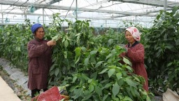 贵州罗甸：智能补光护生长 蔬菜产量品质双提升