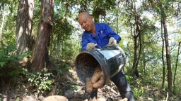 贵州镇远大地乡：天麻奏响“富民曲”  林下增收“钱景旺”