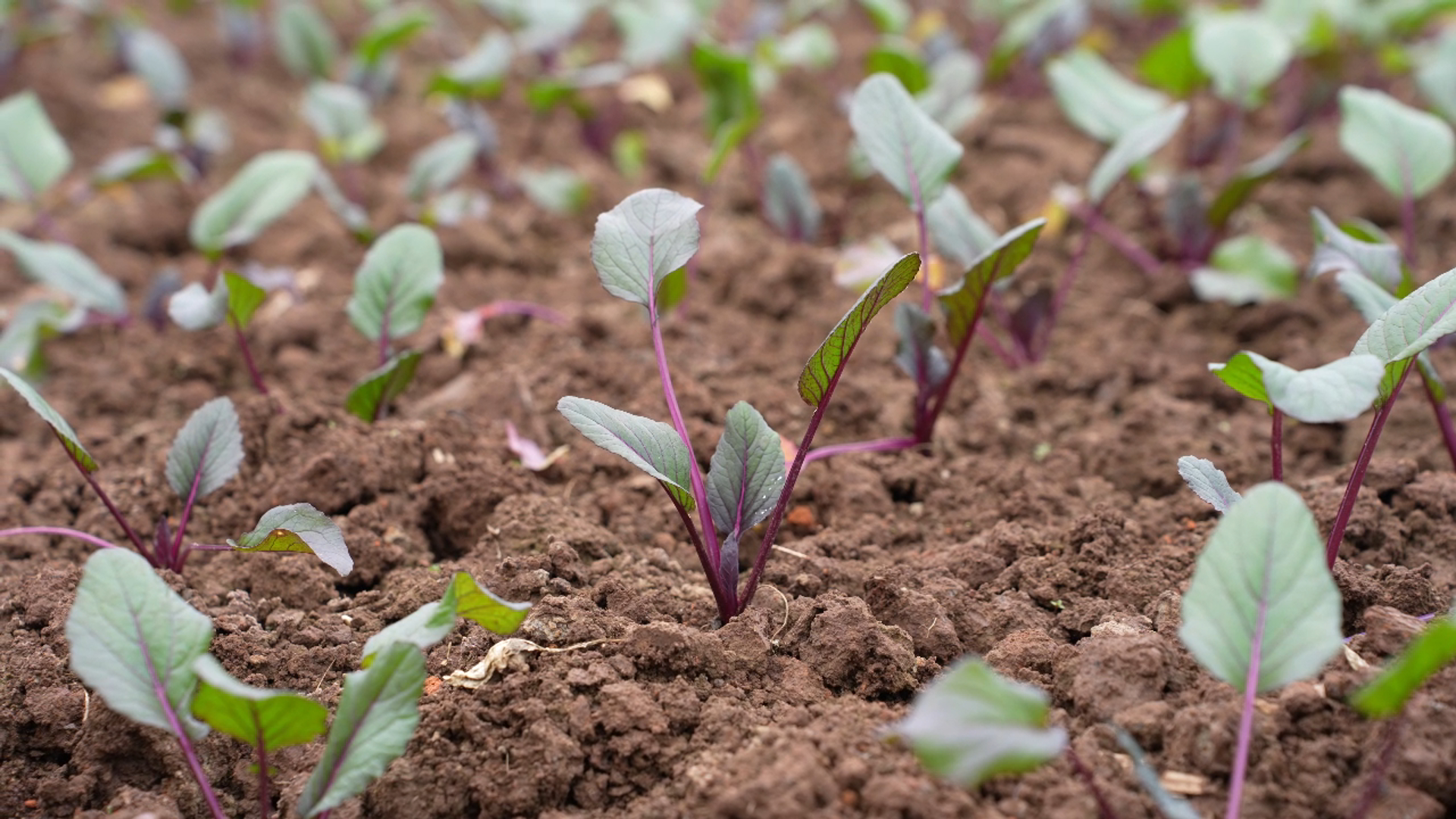 粤黔协作 | 水城前进村的蔬菜即将登上粤港澳大湾区市民的“餐桌”