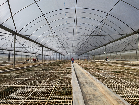 贵州施秉：抢春育苗 打好烤烟种植“第一仗”_fororder_施秉县马号镇育苗棚