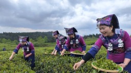 贵阳市乌当区：生态资源变“金色资本”  绿色产业绘就乡村振兴新图景