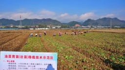科技赋能“油瓶子” 贵州聚力油菜大面积单产提升