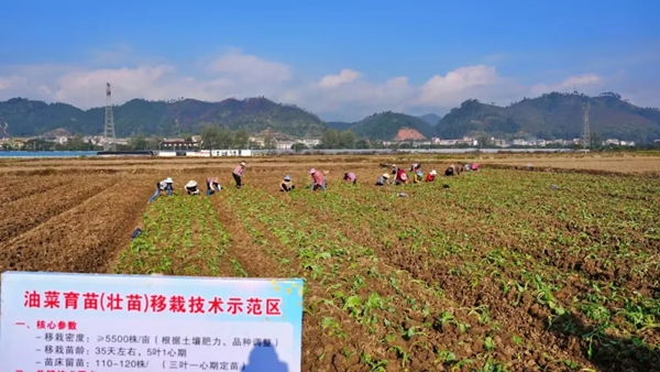 科技赋能“油瓶子” 贵州聚力油菜大面积单产提升_fororder_3