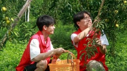 贵州黔西：李子挂满枝 硕果富乡民