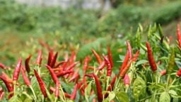 开局之年奋力实现“开门红”｜小辣椒冲进国际市场