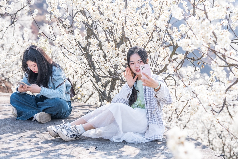 贵州毕节：踏春赏花正当时_fororder_2025年3月2日，游客在贵州省毕节市纳雍县厍东关乡陶营村樱花园里游玩赏景 (17)
