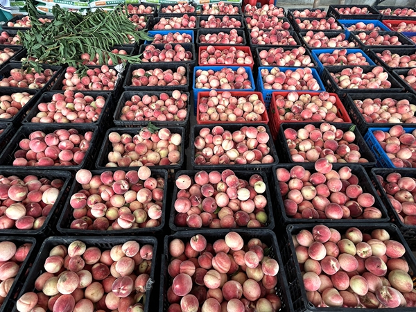 贵州平塘：夏日甜蜜“新宠”脆红桃走俏市场_fororder_刚运到分拣仓库的桃子.JPG