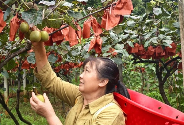 贵州六盘水水城区猴场乡：甜“猕”上市 果香满溢助农增收_fororder_640_副本