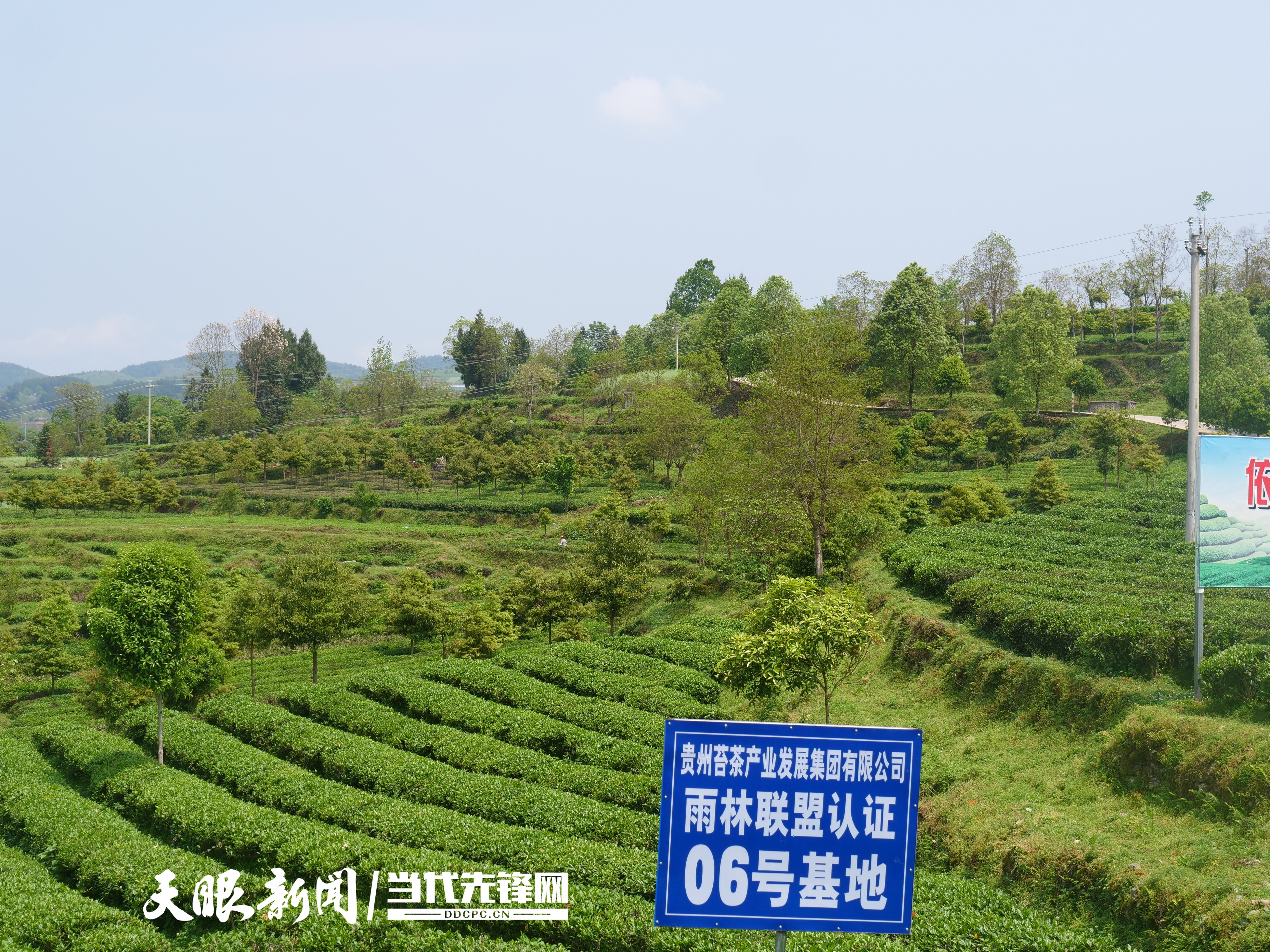从茶园到茶杯！“数聚黔茶”赋能茶产业全环节