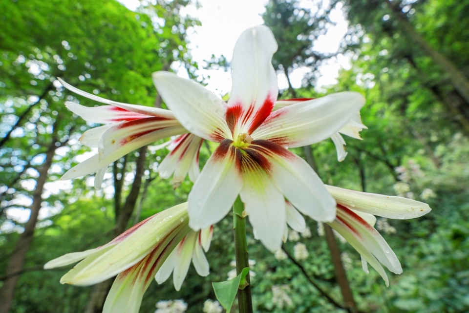 贵州剑河：40万株野百合浪漫绽放 绘就夏日生态画卷_fororder_5月20日在贵州省剑河县南寨镇岔路村乌皆溪林场拍摄的野百合花。杨家孟 摄 (1)