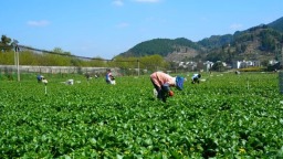 36小时！贵州仁怀蔬菜直达粤港澳大湾区餐桌