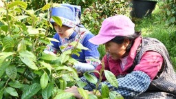 贵州罗甸：金花护青山 茶香富人家