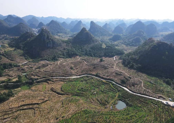 贵州省独山县坝望村：金秋砂糖橘抢“鲜”上市 “金果果”铺就甜蜜致富路_fororder_111_副本