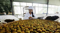 贵州盘州：以茶为媒绘就乡村振兴新画卷
