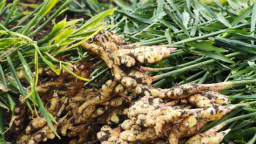 “姜”来可期 贵州黄果树小黄姜丰产又增收