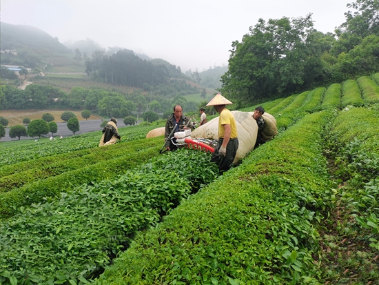 机械采收赋能都匀毛尖夏秋茶产量质量“双提升”_fororder_3