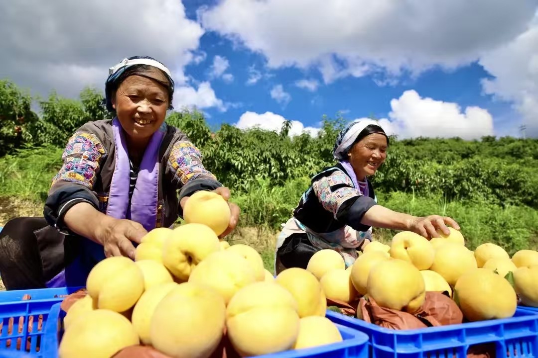 黔南果香引客来 枝头丰盈日子甜