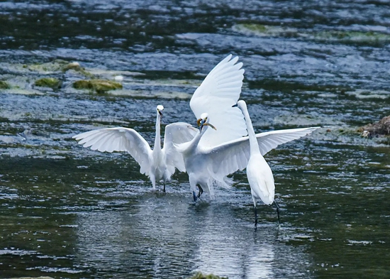 贵州都匀：以“水”为笔 绘就水清岸绿“新画卷”_fororder_af2428da1b439b990eda30d81baaa8d1-sz_6390393