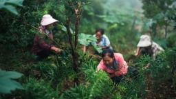 贵州岑巩： “茶药联姻”结出富民硕果