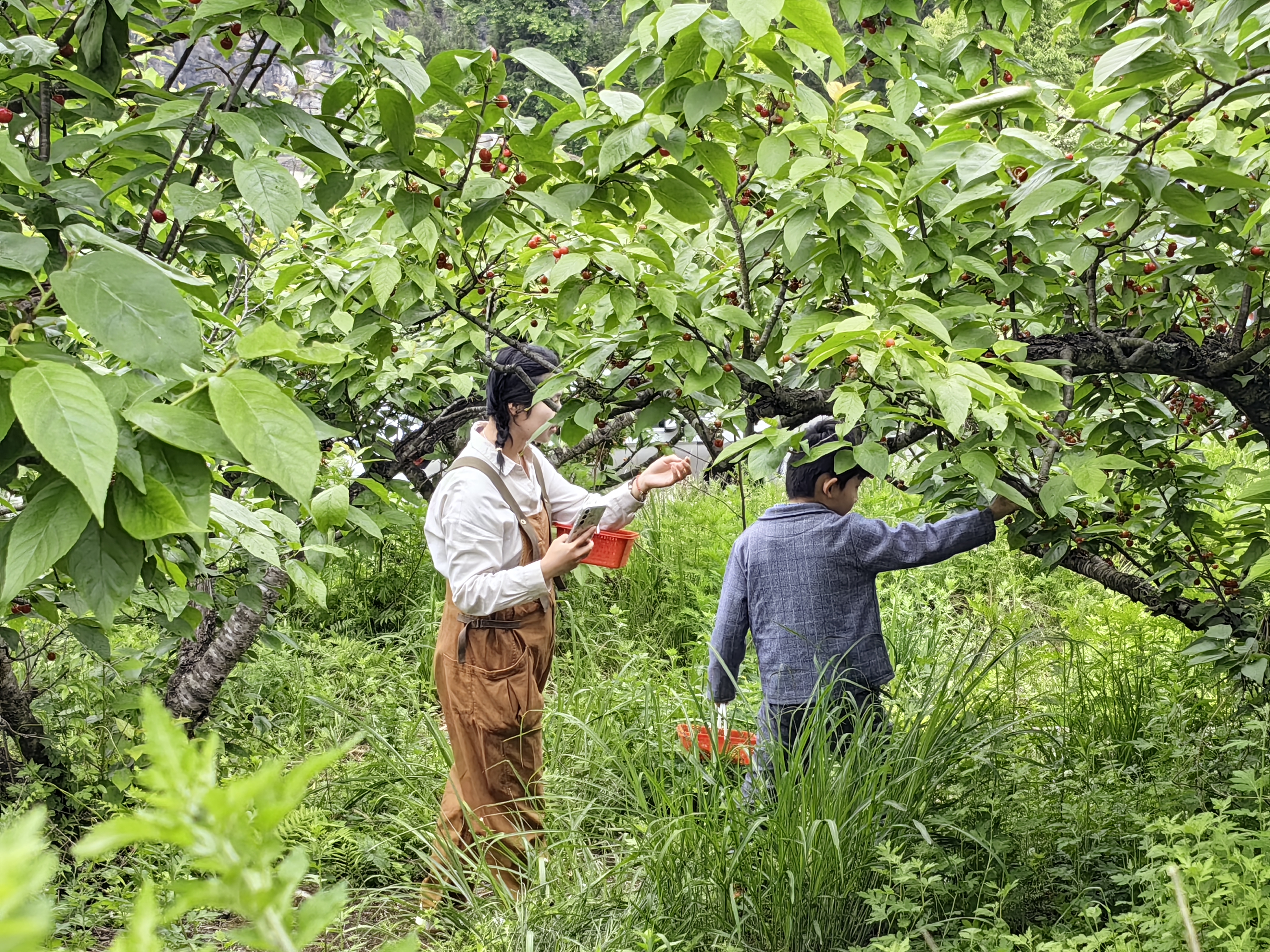 贵阳市乌当区下坝镇： 小樱桃孕育“甜蜜经济” 奏响乡村振兴“致富曲”