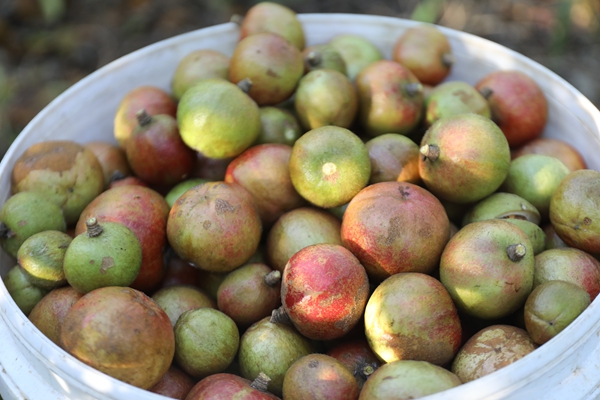贵州省镇远县羊场镇：金秋十月油茶香 漫山“金果”铺就振兴路_fororder_AO2A0117.JPG