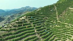 贵州独山：茶产业助力乡村振兴
