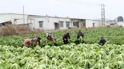 订单赋能促增收 贵州独山阳地村2000余亩青菜喜获丰收