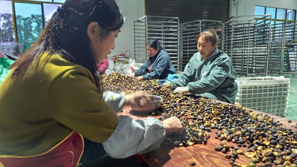 贵州贵定:6000余亩油茶迎丰收_fororder_村民分捡油茶籽