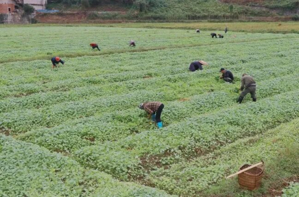贵州镇远：油菜移栽绘就丰收新图景_fororder_640