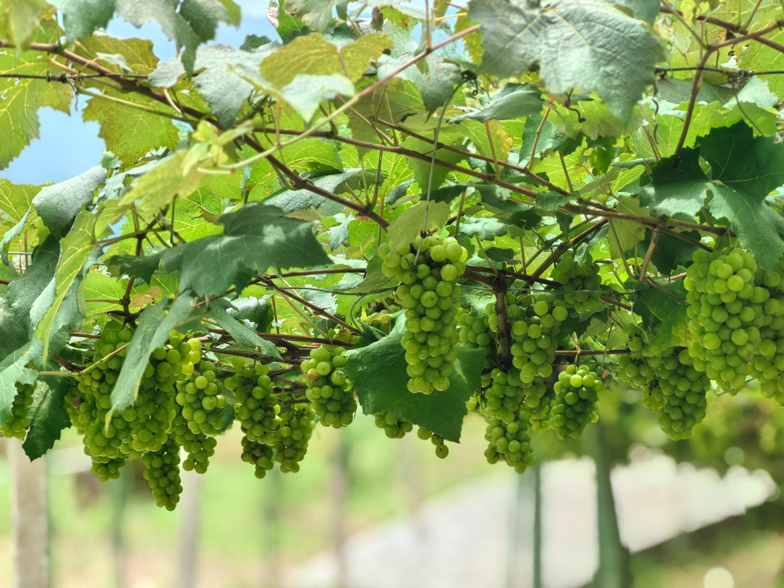 黔南果香引客来 枝头丰盈日子甜