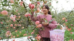 贵州长顺：预计产值约9亿元 3万余亩长顺高钙苹果热销