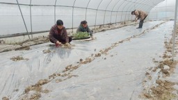 贵州镇远青溪镇：奏响春耕“奋进曲” 深耕产业“甜蜜路”