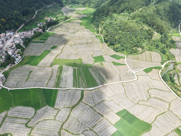 粤黔协作倾情帮扶 贵州惠水摆金镇山乡蝶变结硕果_fororder_斗底产业路覆盖田坝