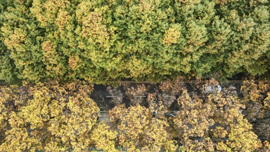 贵阳市白云区梧桐大道秋意铺展_fororder_9f9bcbbf5e4d705b