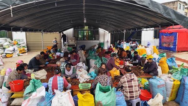 贵州贵定:6000余亩油茶迎丰收_fororder_村民集中分捡油茶籽