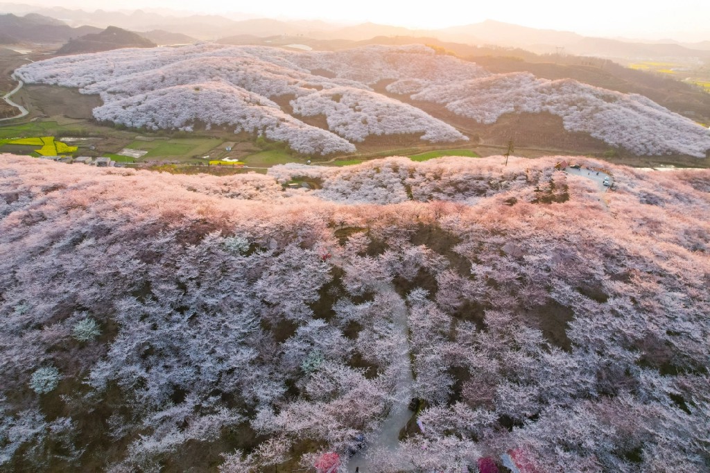 贵州安顺：万亩樱花如云似霞_fororder_dD0xNzczODM4Mzk3X3I9YzhkM2VjYjJfdz0xMDgwX3E9MTAwX2U9anBn