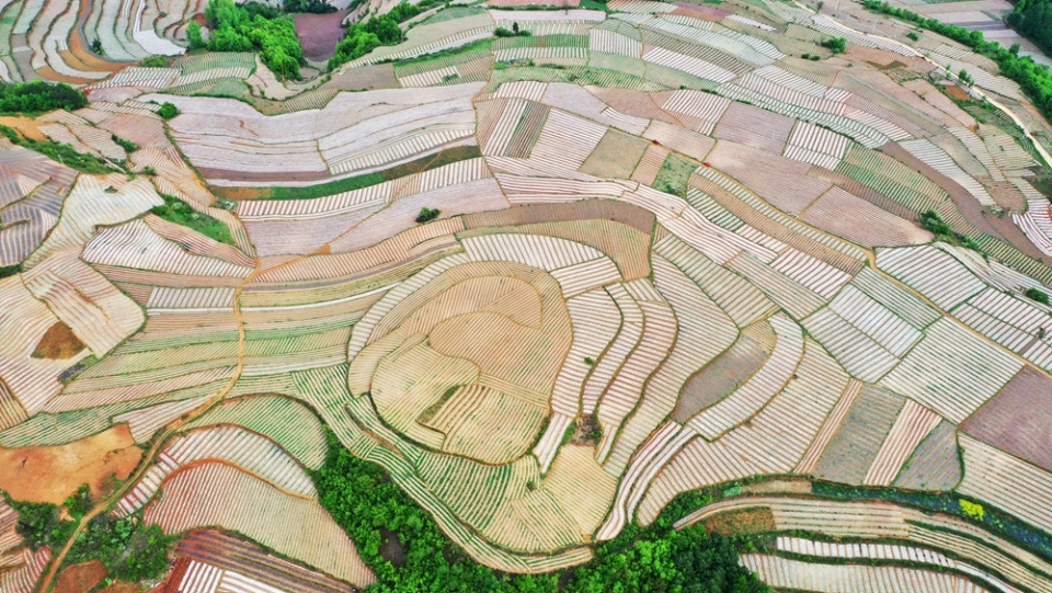贵州威宁自治县：农业产业编织“夏日田园画”_fororder_羊街镇群沟村玉米、马铃薯等农作物交相辉映，勾勒出一幅和谐的乡村田园图。（岳刚  摄）