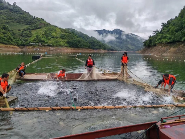 贵州罗甸凤亭乡：生态渔业铺就富民振兴路_fororder_渔民合力收网