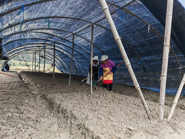 贵州施秉：百亩羊肚菌落地 沃野绘就振兴新景_fororder_施秉县马号镇群众在羊肚菌基地挖沟