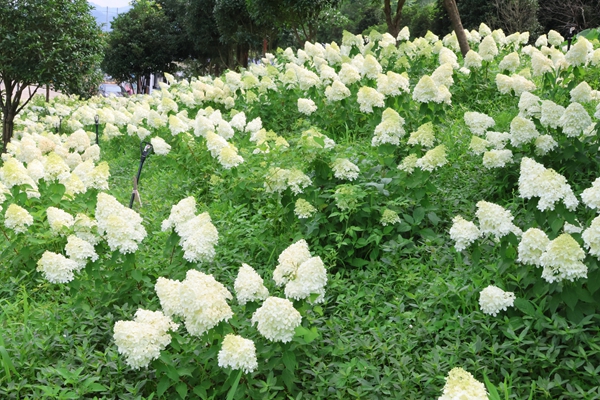 贵州独山：夏日繁花引客来 乡村旅游添新彩_fororder_20250708112249-5XWJR5-