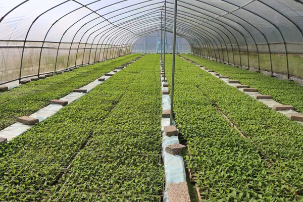 贵州镇远：&ldquo;红辣椒&rdquo;串起致富链&ldquo;三联动&rdquo;激活新引擎_fororder_01