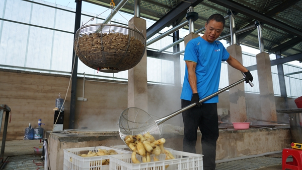 贵州镇远县羊场镇：新生产线“唤醒”深山宝藏 “链”就天麻产业新高地_fororder_DSC09897.JPG