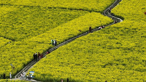 贵州麻江：民族团结出硕果 乡村振兴展新貌_fororder_乐坪油菜花.JPG
