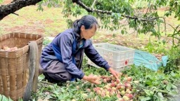 贵州六盘水水城区高峰村：以乡村文明助力乡村振兴