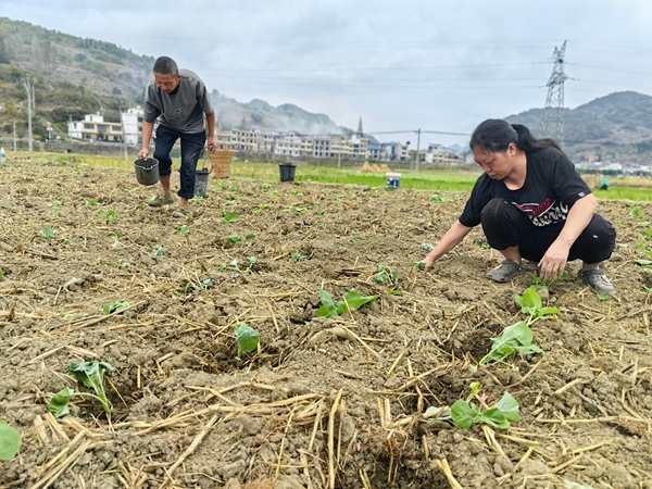 贵州仁怀茅坝镇：稻油轮作助增收 机械助力抢农时_fororder_村民们正在移栽油菜