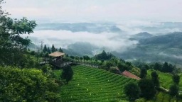 贵州新茶饮何以“出圈”